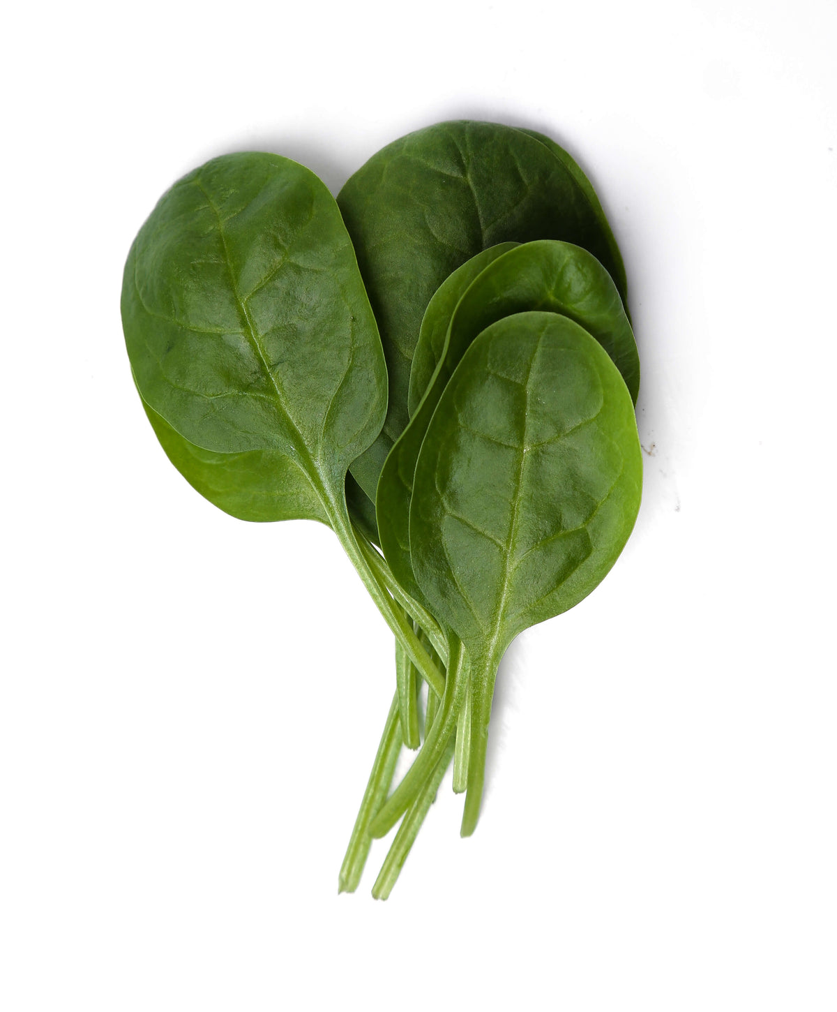 Baby Spinach