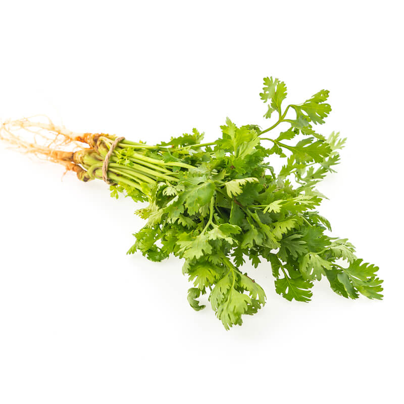 Coriander