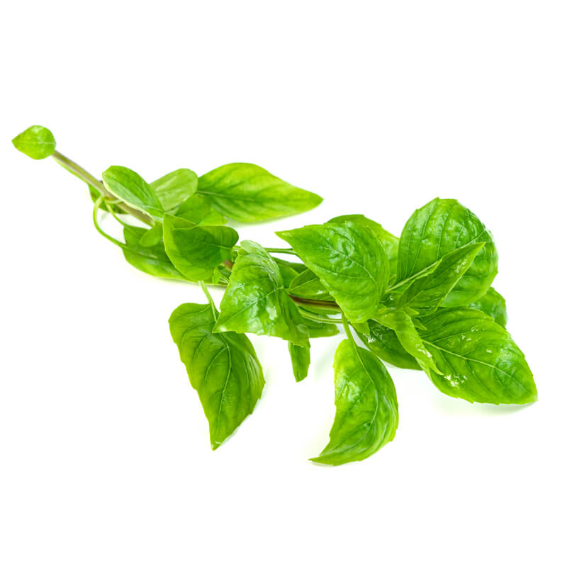 Italian Basil