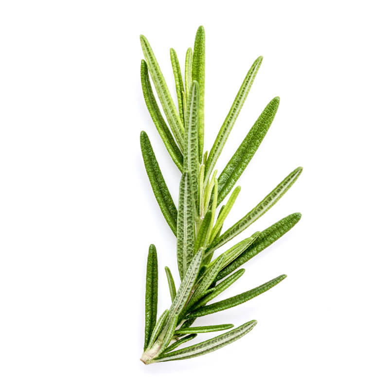 Rosemary