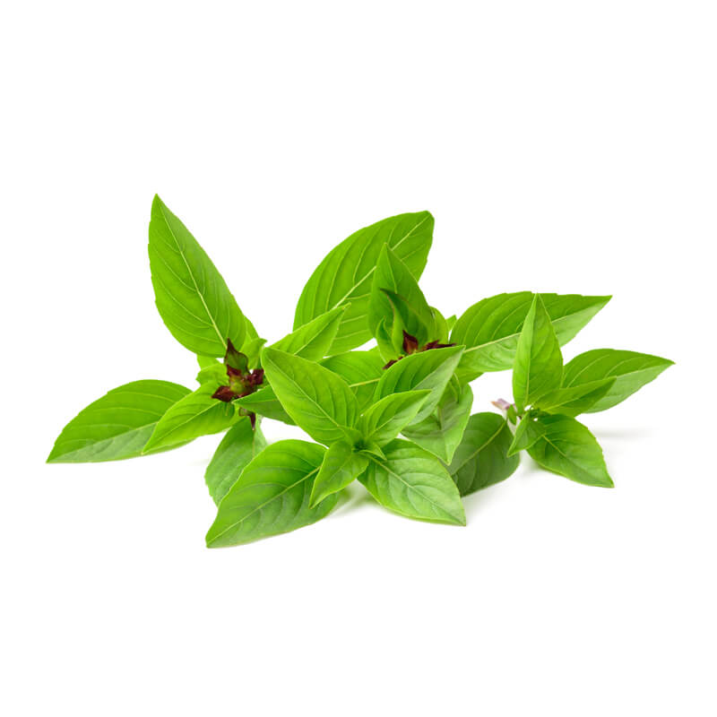 Thai Basil