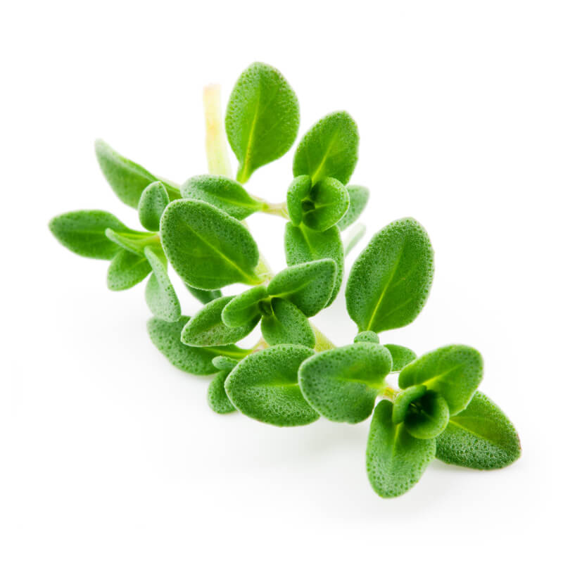 Thyme